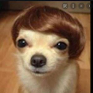 Meet your Posher, Sophia